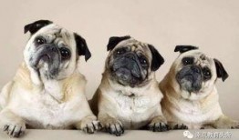 巴哥被爆料出轨视频,一段不伦之恋的真相揭晓